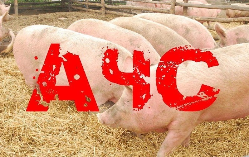 Меры по профилактике африканской чумы свиней